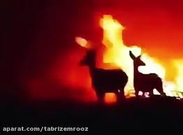 آتش چه غمین 